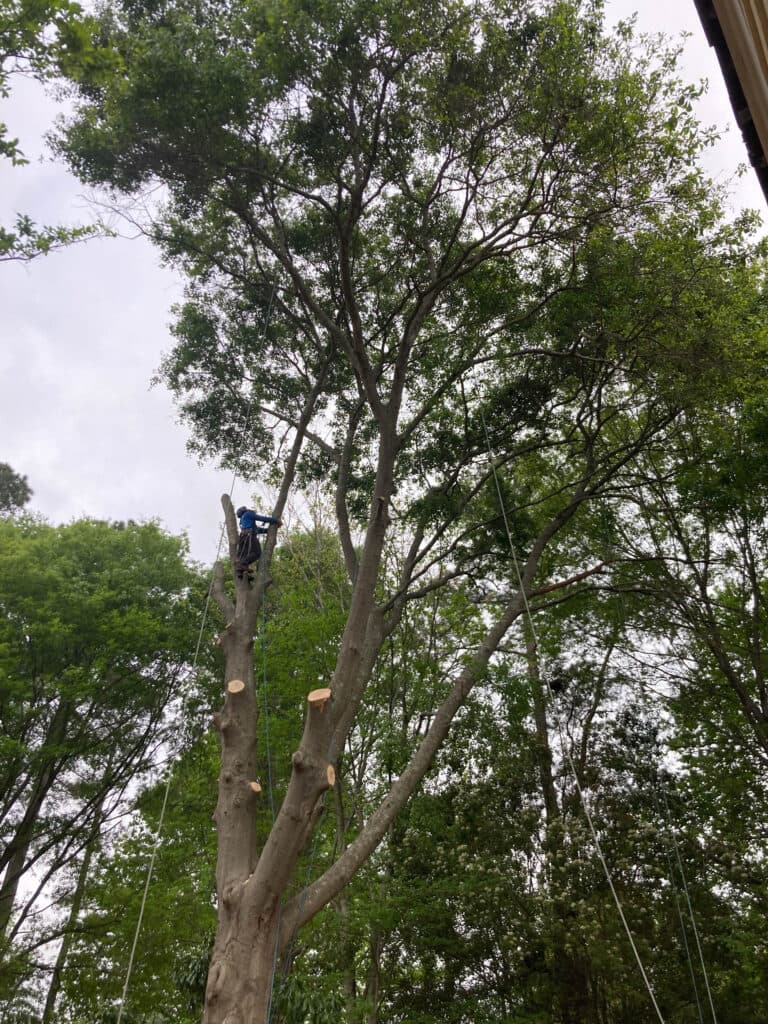Tree care work 2