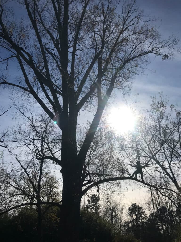 Tree care work 3